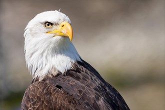 Portrait of a bald eagle in Vancouver
