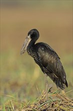 African Open-billed Stork