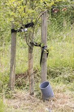 Newly planted tree with irrigation funnel to direct water to the roots