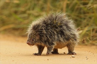 Orange-spined Hairy Dwarf Porcupine