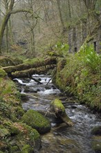 View of river flowing through deciduous woodland habitat