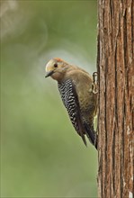 Velasquez woodpecker
