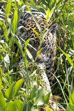South american jaguar