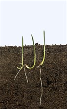 Wheat seeds germinating in a glass-sided container and showing root and air development