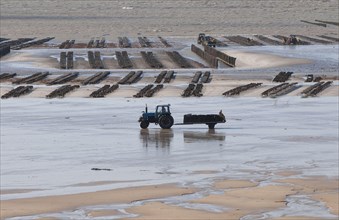 View of oyster beds with tractor and trailer at low tide