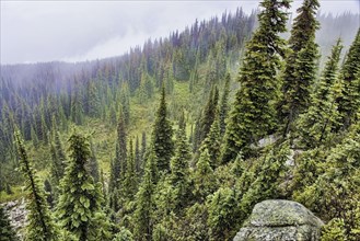 Coniferous forest habitat on mountain slope