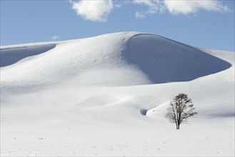 View of lone tree and snow drifts