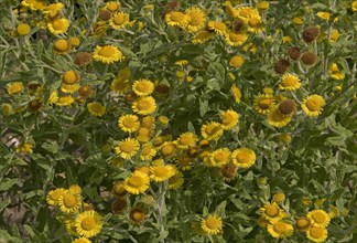 Yellow flowers of common fleabane