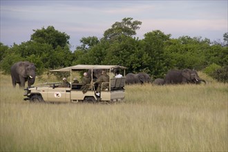 Tourist watching elephant group near savuti safari lodge