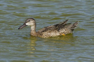 Blue-winged teals