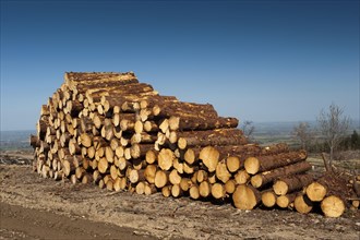 Cut coniferous wood