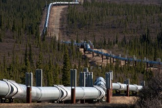 Oil pipeline crossing taiga habitat