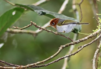Sunda Warbler