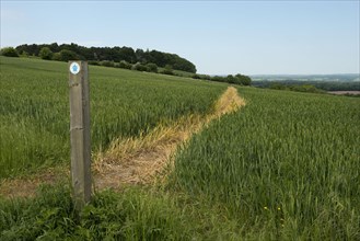 Footpath signs and path through the stages of a winter wheat field on the North Wessex Downs in June