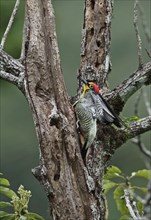 Yellow-fronted woodpecker