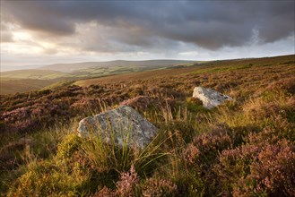 View of standing stones with flowering heather on moorland at sunrise