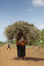 Rwandan lady with lots of grass on her head walking barefoot along a dusty path. Rwanda
