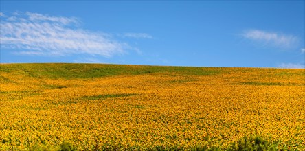 Huge sunflower fields