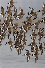 Population of black-tailed godwit