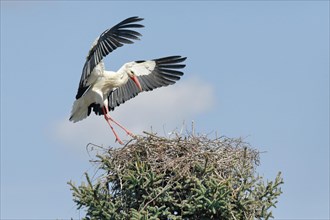 Male white stork with wings spread wide approaching his nest