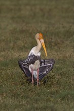 Painted stork in the sun