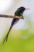Pennant-tailed