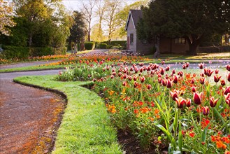 View of a garden with tulips in flower beds at sunrise