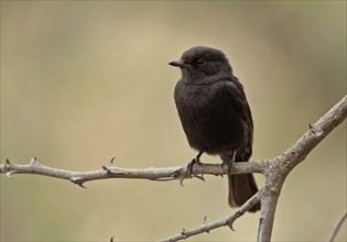 Southern Black Flycatcher