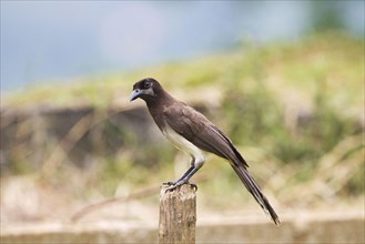 Brown Jay