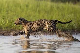 Parana jaguar