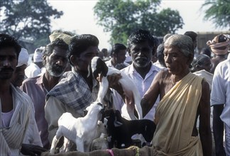 Selling goat calf in Periodical market at Perundurai near Erode