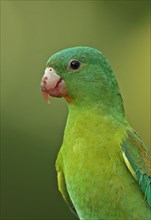 Adult orange-chinned parakeet