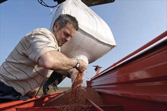 Farmer loads Westminster spring barley seed into seed hopper