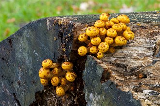Fruiting bodies of golden scalycap