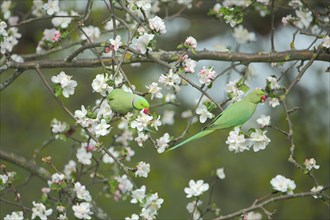A pair of collared parakeets