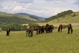 Hungarian Hutsul horses