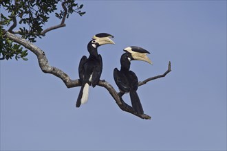 Malabar hornbill
