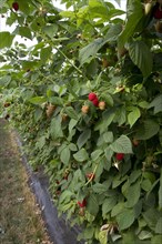 Raspberry plant named Driscoll Cardinal. The new variety differs from other raspberry varieties by its firm and very consistent fruit in terms of