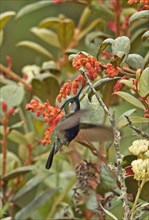 Green-crowned plovercrest