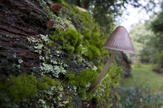 A bonnet mushroom