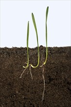 Wheat seeds germinating in a glass-sided container and showing root and air development