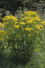 Yellow ragwort