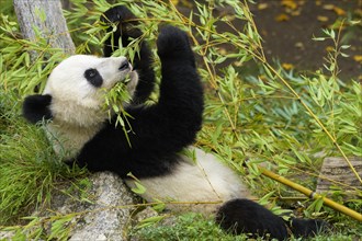 Giant Panda