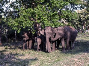 Wild elephants in Bandipur National park