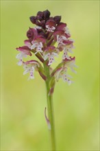 Burnt orchid