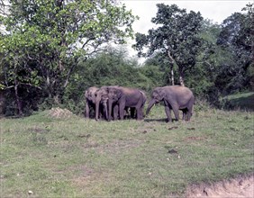 Wild elephants in Bandipur National park