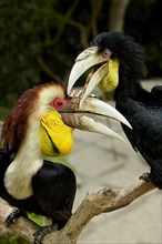 Coiled wreathed hornbill