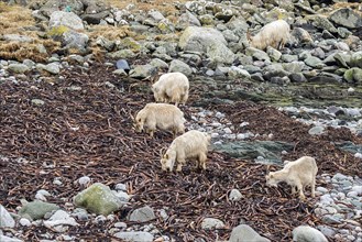 Wild white goats feeding on seaweed on the stony beach Isle of Jura