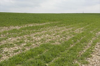 Rabbit or hare grazing damage to a young field of oats