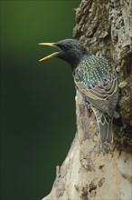 Scattered common starling
